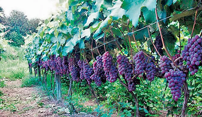 Fruticultura irrigada do Vale do So Francisco j comercializa com EUA, Europa e sia (DIVULGAO/SPR)