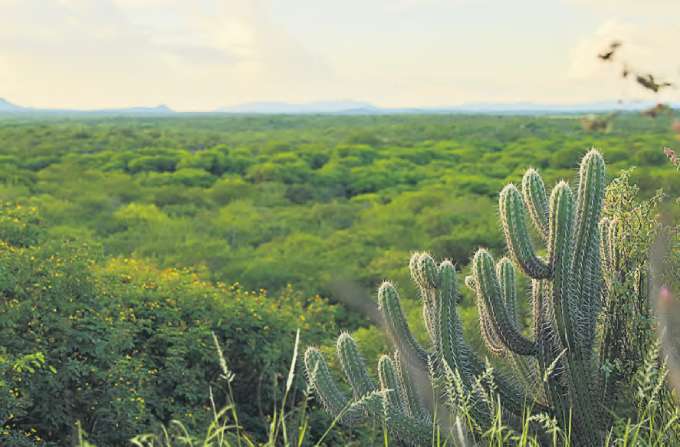 A Caatinga  um dos biomas acompanhados pelo estudo e o nico 100% brasileiro (TARCISO AUGUSTO/DIVULGAO)