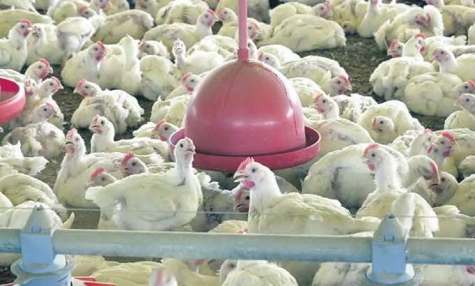 Consumo de carne de aves e de ovos no transmite a doena, garante ministrio (ARQUIVO/AGNCIA BRASIL)