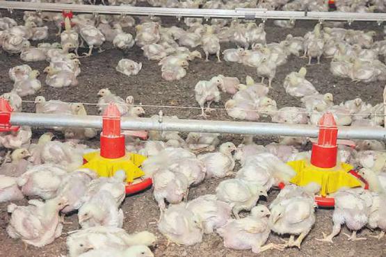 Registros de casos da doena no pas somam 164, sendo 160 destes em aves silvestres (DIRCEU PORTUGAL/FOTOARENA/ESTADO CONTEDO)