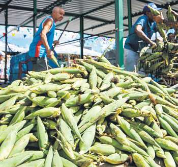 A estimativa de venda  de 13 milhes de espigas de milho (CRYSLI VIANA/DP FOTO)