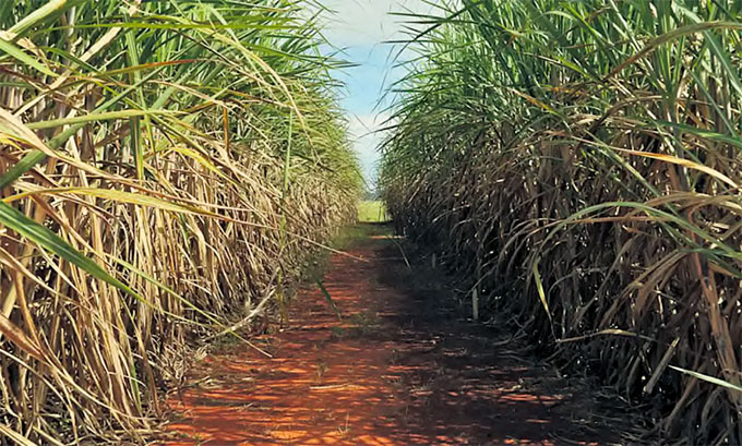 O acar  o principal produto exportado por Pernambuco, com R$ 63,9 milhes (ARQUIVO/ELZA FIUZA/ABR)