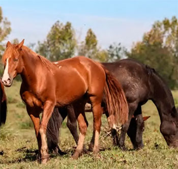 Animais que no ingeriram o alimento seguem saudveis (RAFA NEDDERMEYER/AGNCIA BRASIL)