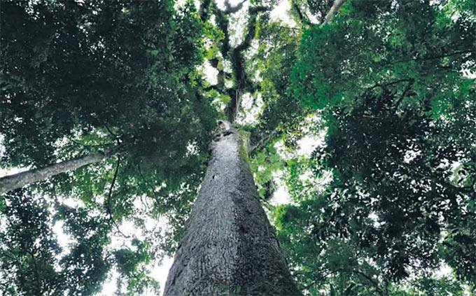 Norma trata da reduo das exigncias para o licenciamento ambiental no Brasil (FERNANDO FRAZO/AGNCIA BRASIL)