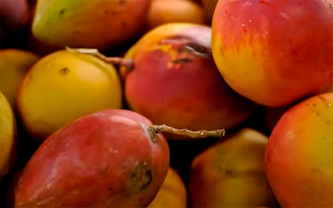 Alm da manga, ao e autopeas so exemplos de produtos exportados por Pernambuco (MARCELLO CASAL JR/AGNCIA BRASIL)